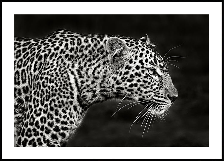 Leopard zblízka plakát