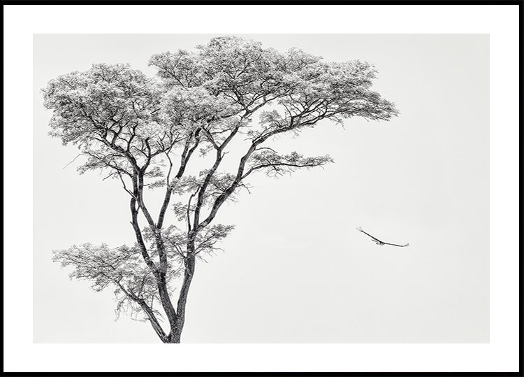 plakát africký orel