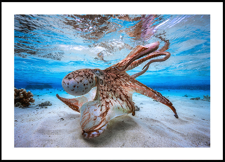 Plakát Tančící Chobotnice