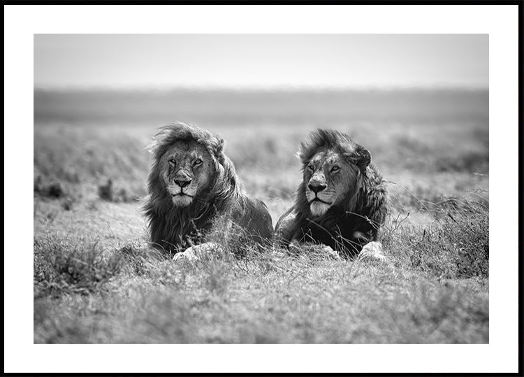 Plakát dvou králů