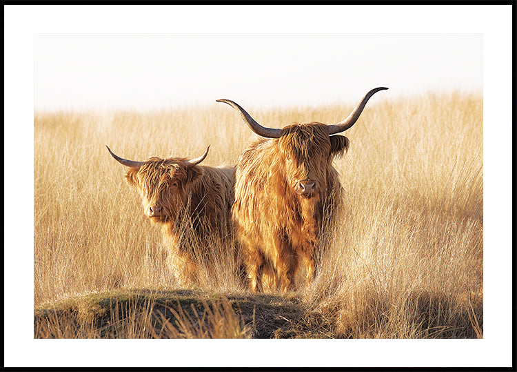Mladý a starý Highlander plakát