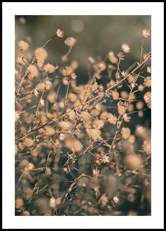 Plážové květiny_003 Plakát