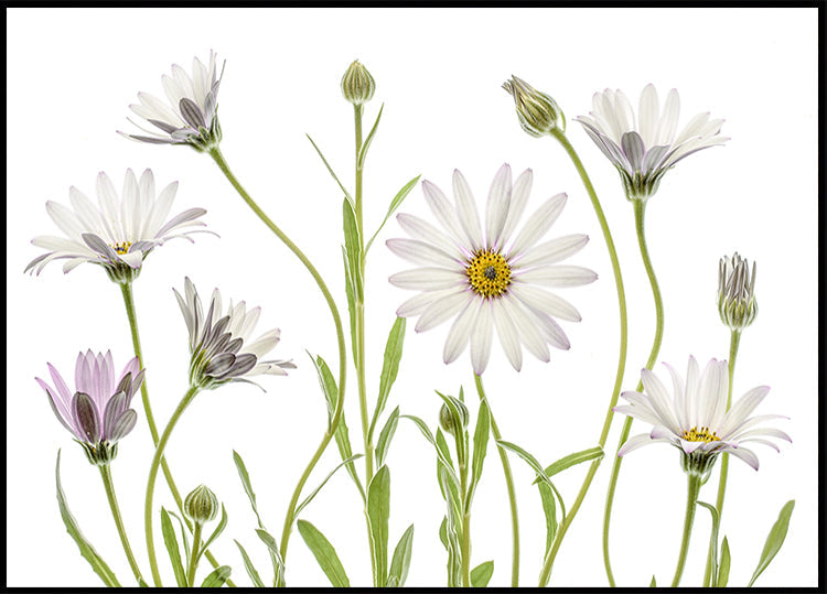Plakát Cape Daisies