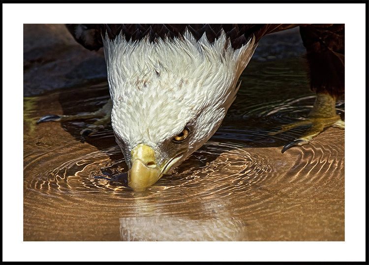 Plakát Cool drink v horkém dni
