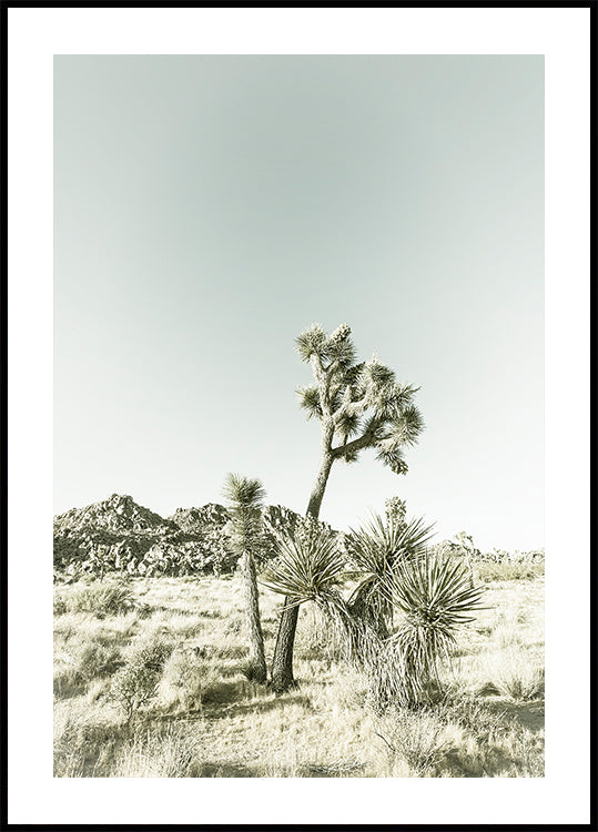 Národní park Joshua Tree Vintage Impression Plakát