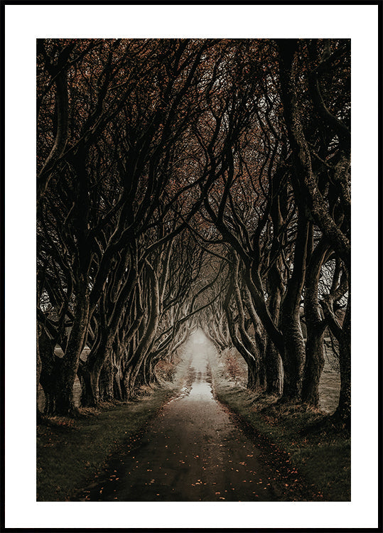 Road Through The Dark Hedges Plakat - Posterbox.dk