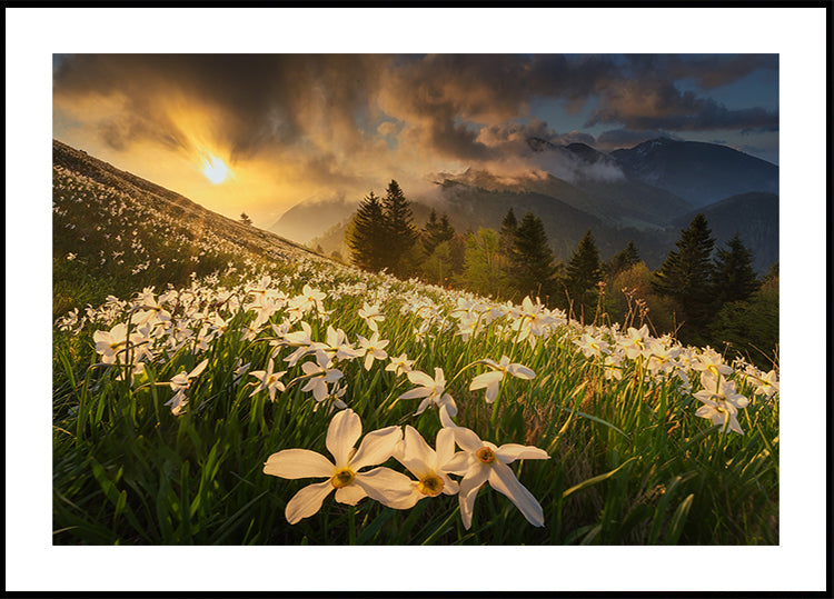 Bílý koberec plakát