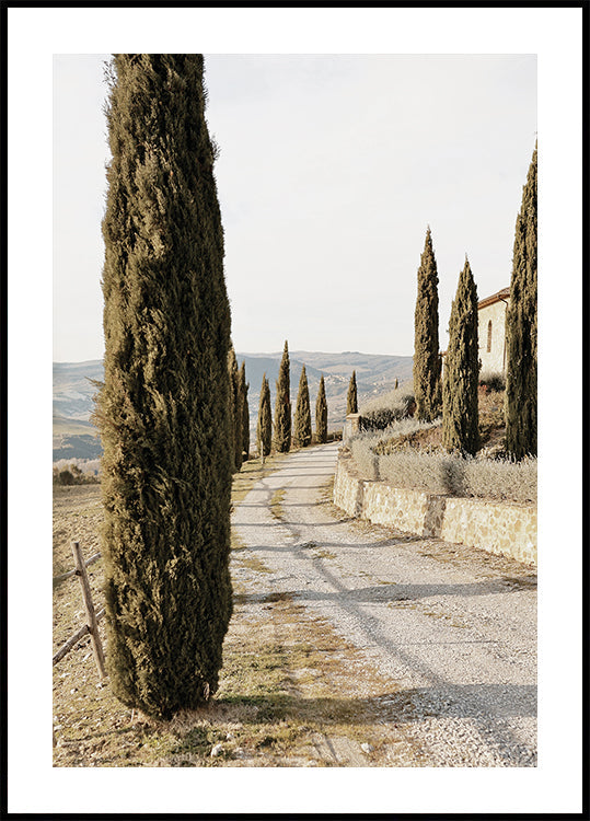 Tuscan Cypress Street Plakat - Posterbox.dk