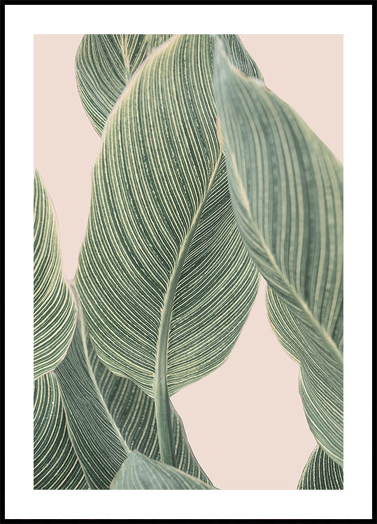 List Calla