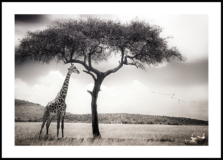 Plakát pod africkým sluncem