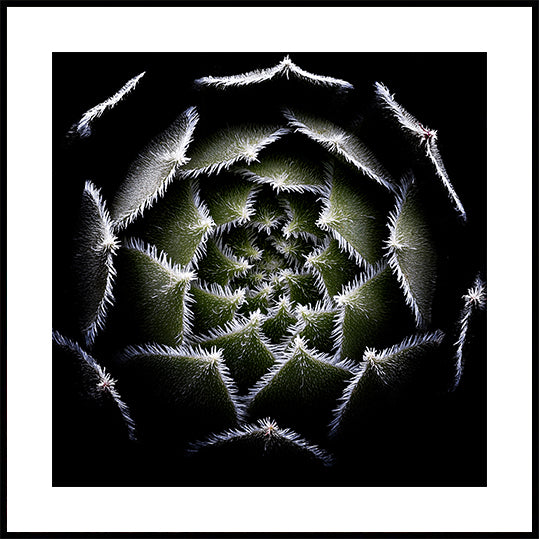 Plakát Sempervivum Rosette