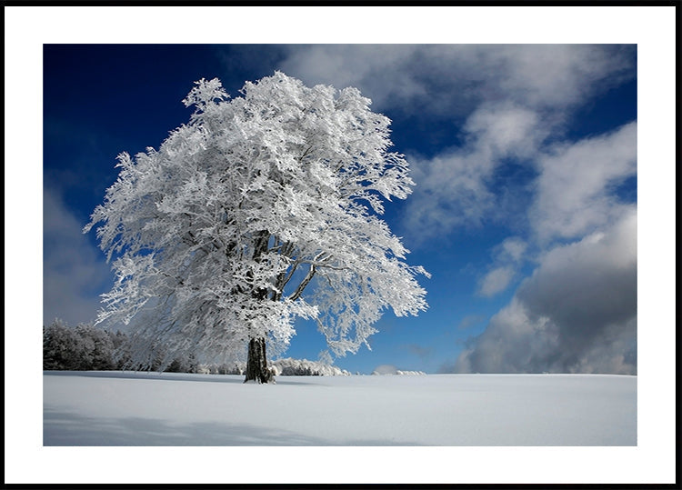 White Windbuche ve Schwarzwaldu
