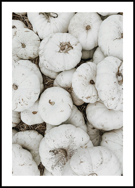 White Pumpkins Harvest Plakat - Posterbox.dk