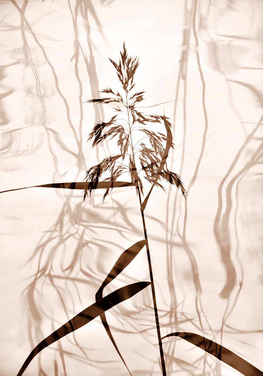 Plakát Reed reflexe