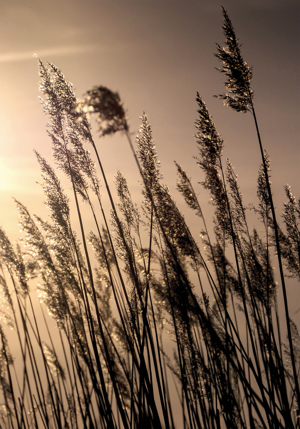 Reeds at Sunset Plakat - Posterbox.dk