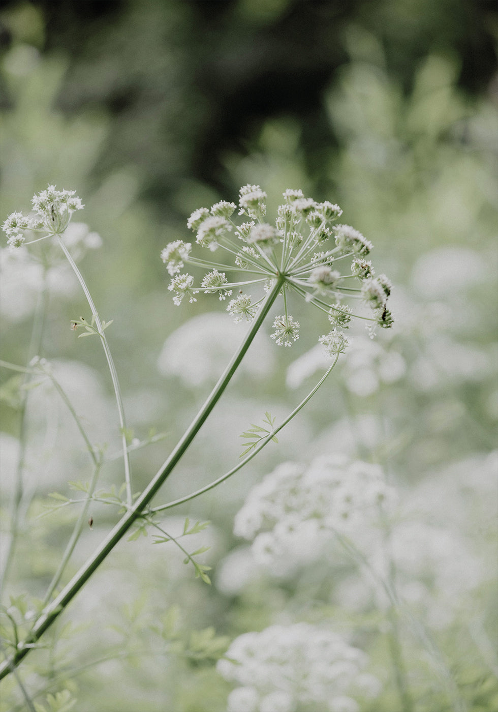 White Wildflowers in a Soft Green Meadow Plakat - Posterbox.dk