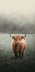Yak in The Field Plakat - Posterbox.dk