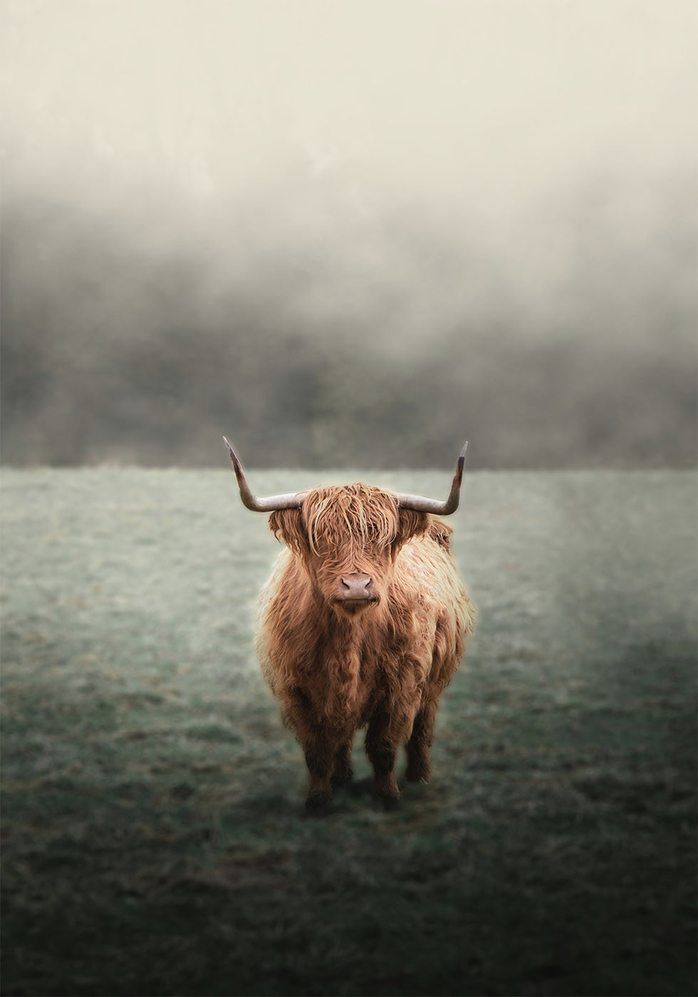 Yak in The Field Plakat - Posterbox.dk