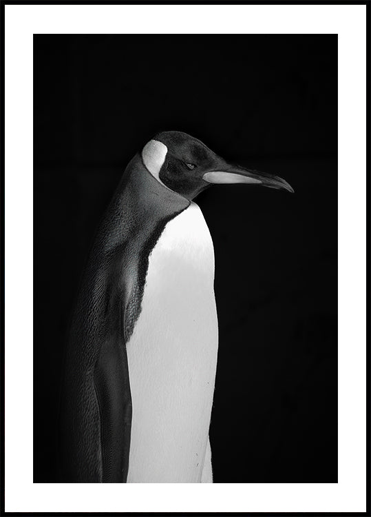 Mr. Penguin Plakat - Posterbox