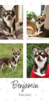 Pet Photo Collage Personal - Posterbox