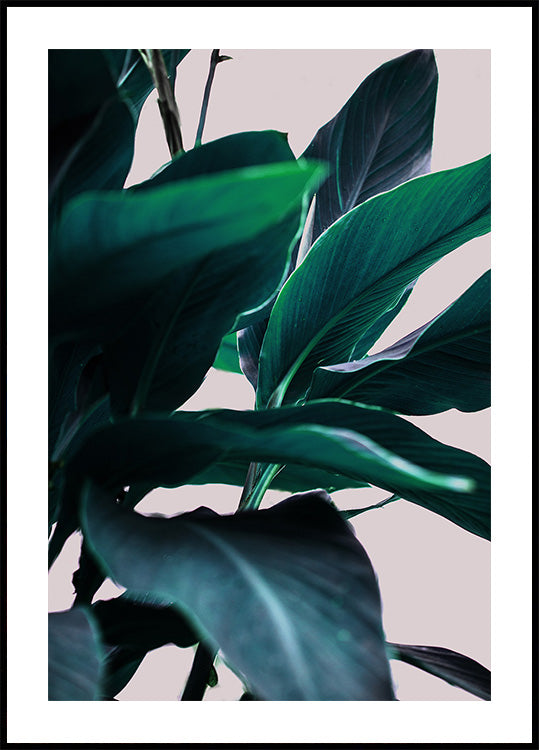 Elegance Of Tropical Leaves (NEW) - Posterbox