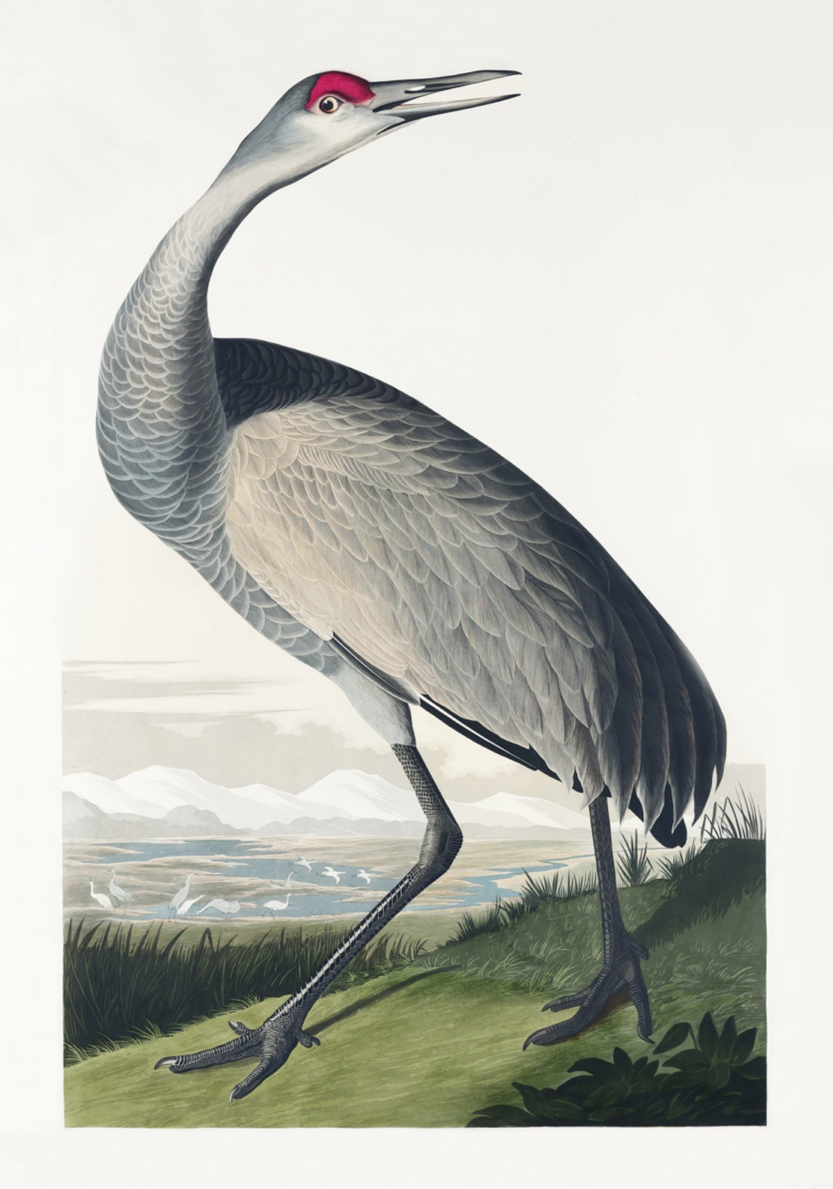 Jeřáb černý z Birds of America (1827)
