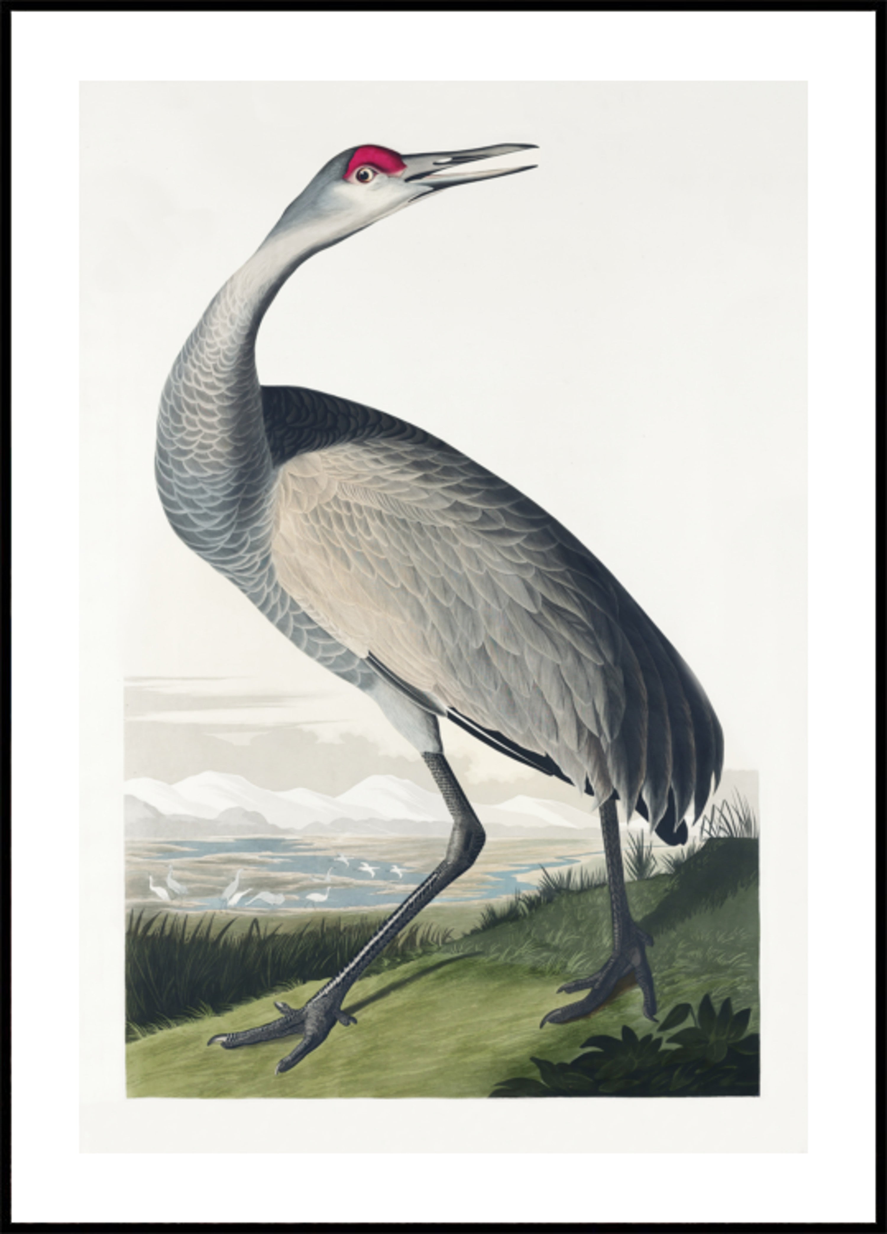 Jeřáb černý z Birds of America (1827)