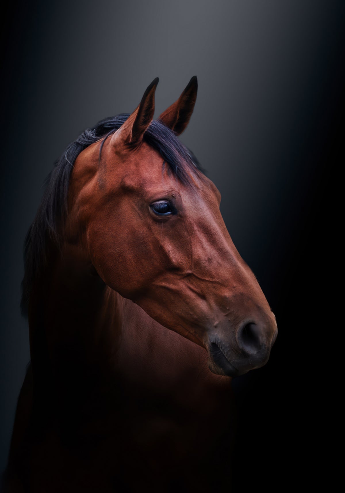 Portrét Noble Bay Horse
