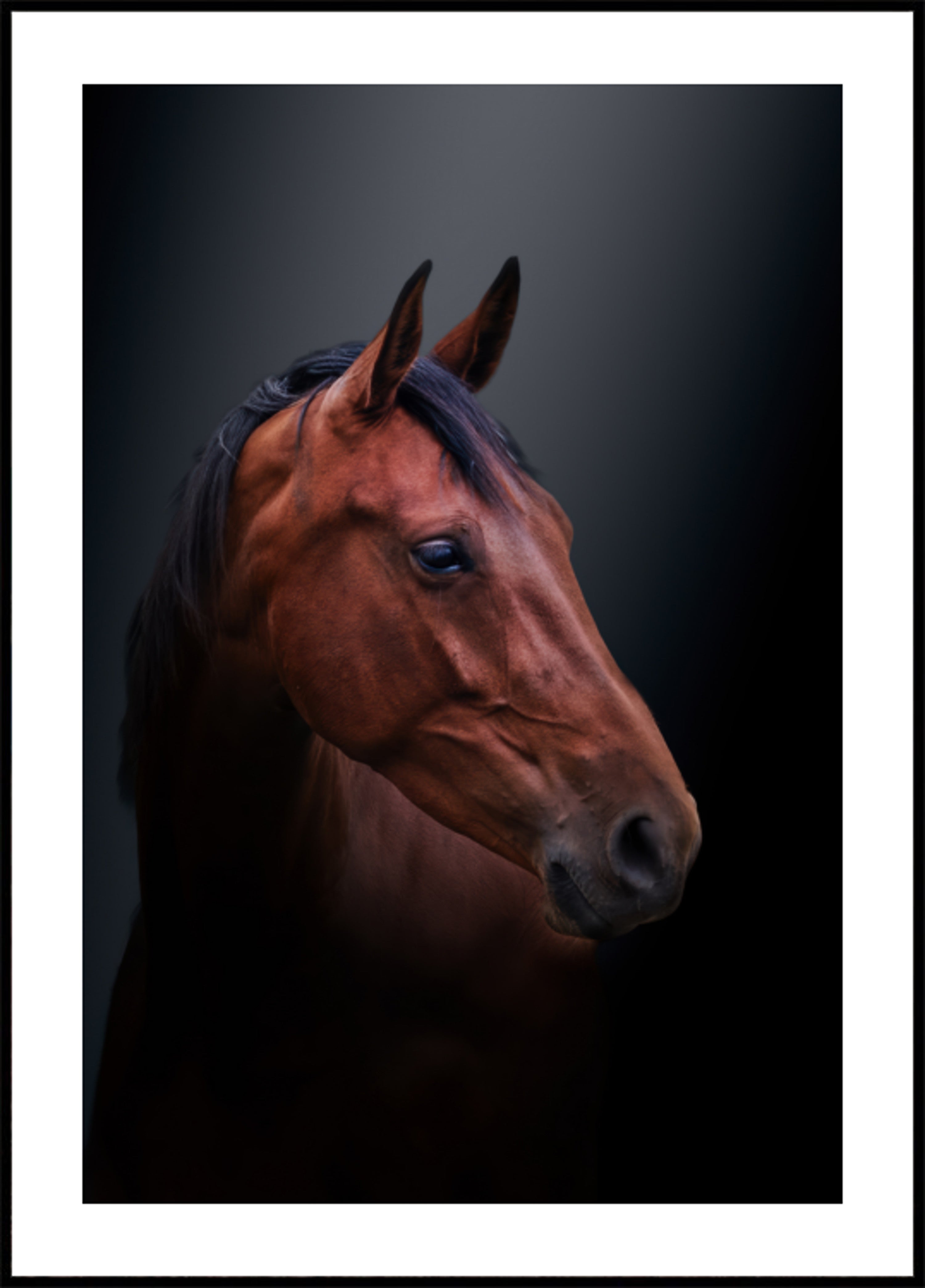 Portrét Noble Bay Horse