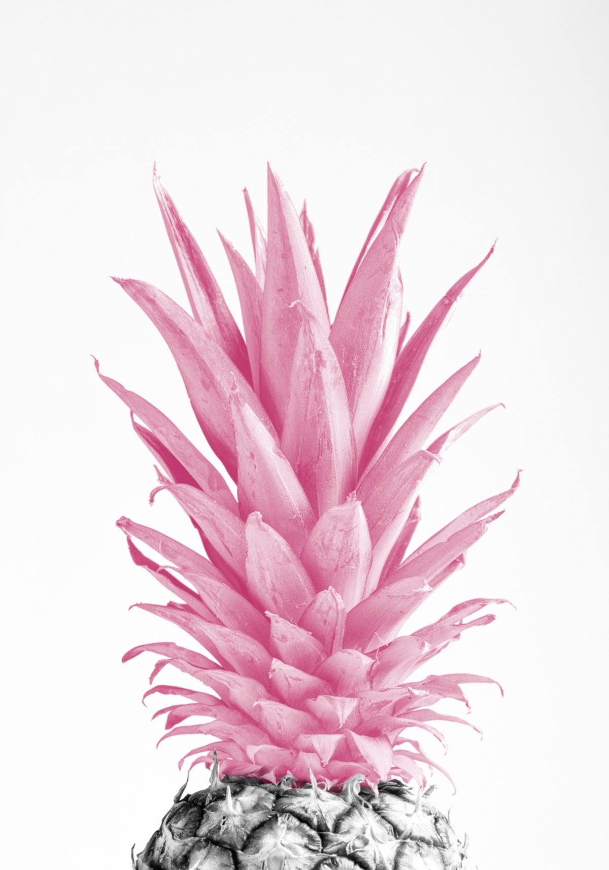 Tropický růžový ananas