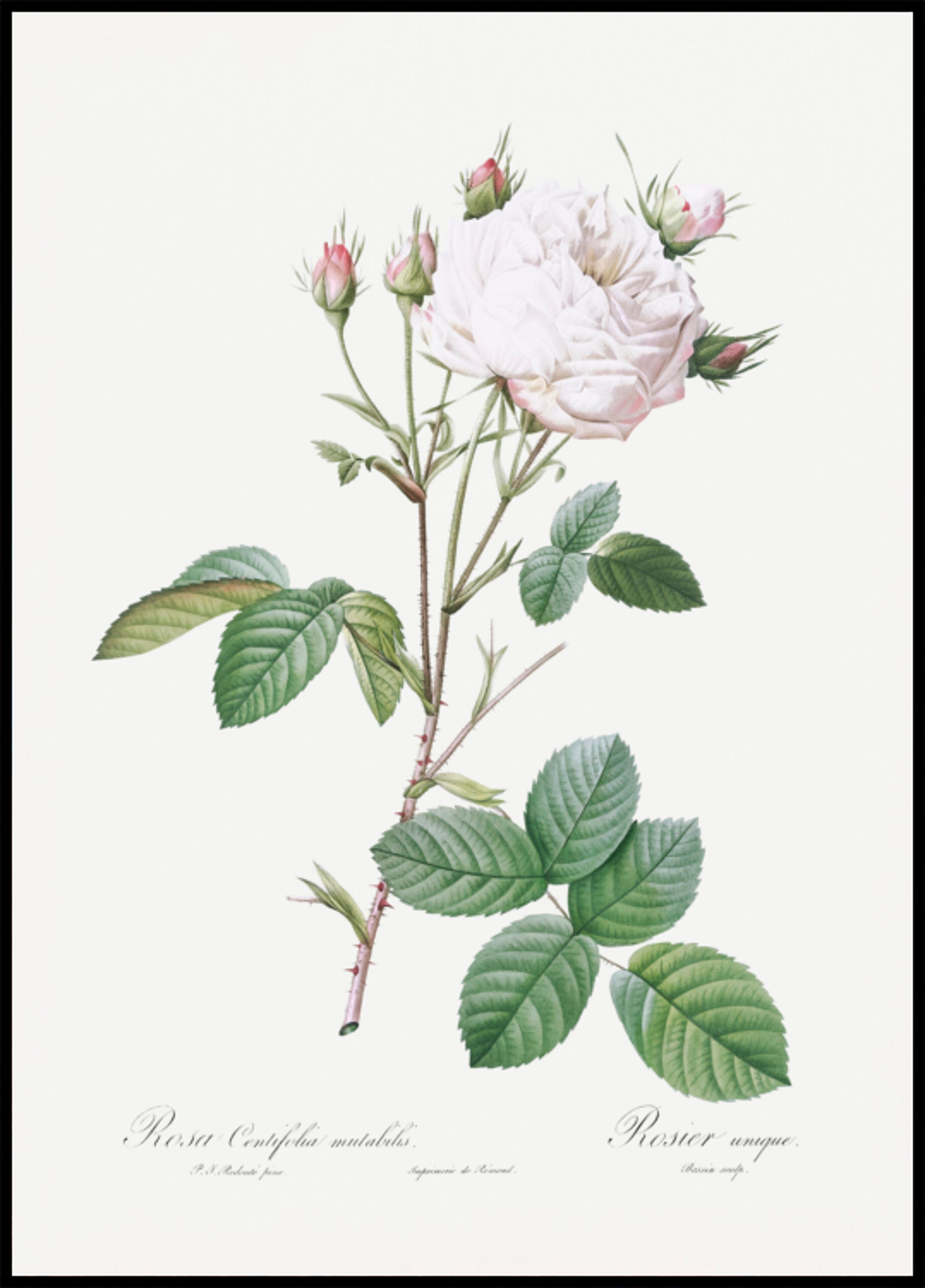 Kapustová růže bílá Provence, Les Roses (1817-1824)