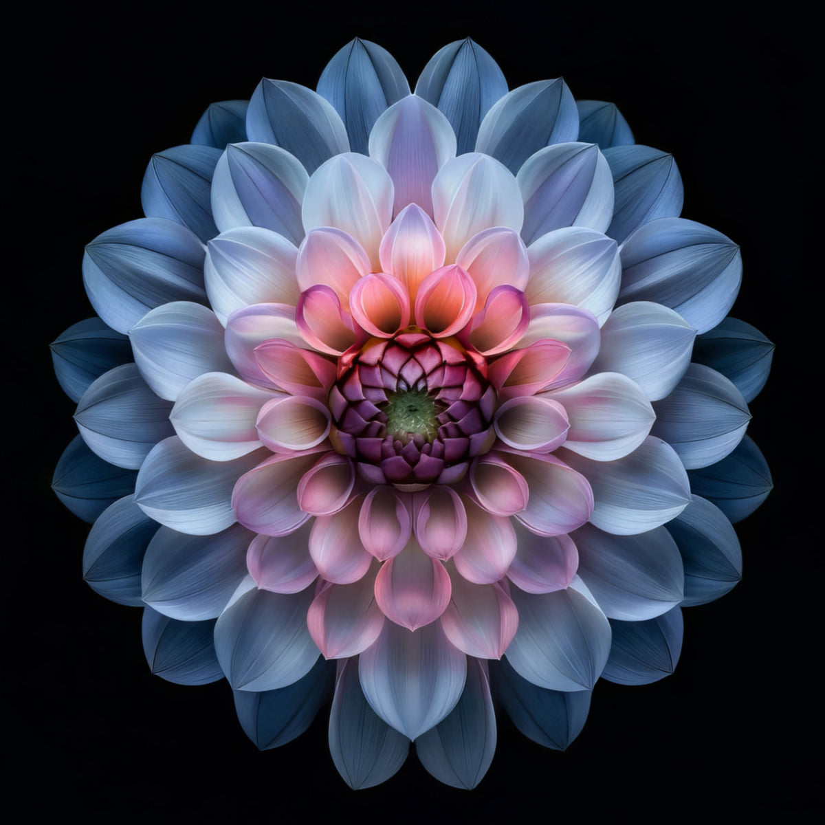 Vibrant Dahlia Bloom