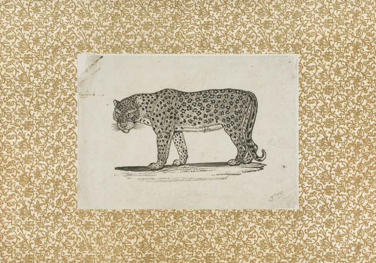 Vintage leopardí skica