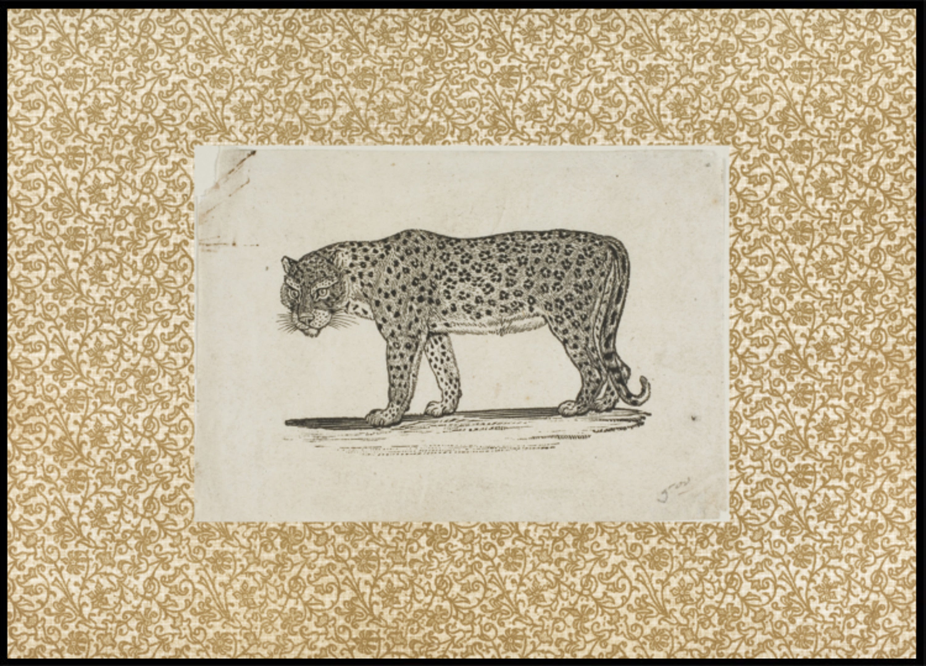 Vintage leopardí skica