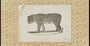 Vintage Leopard Sketch