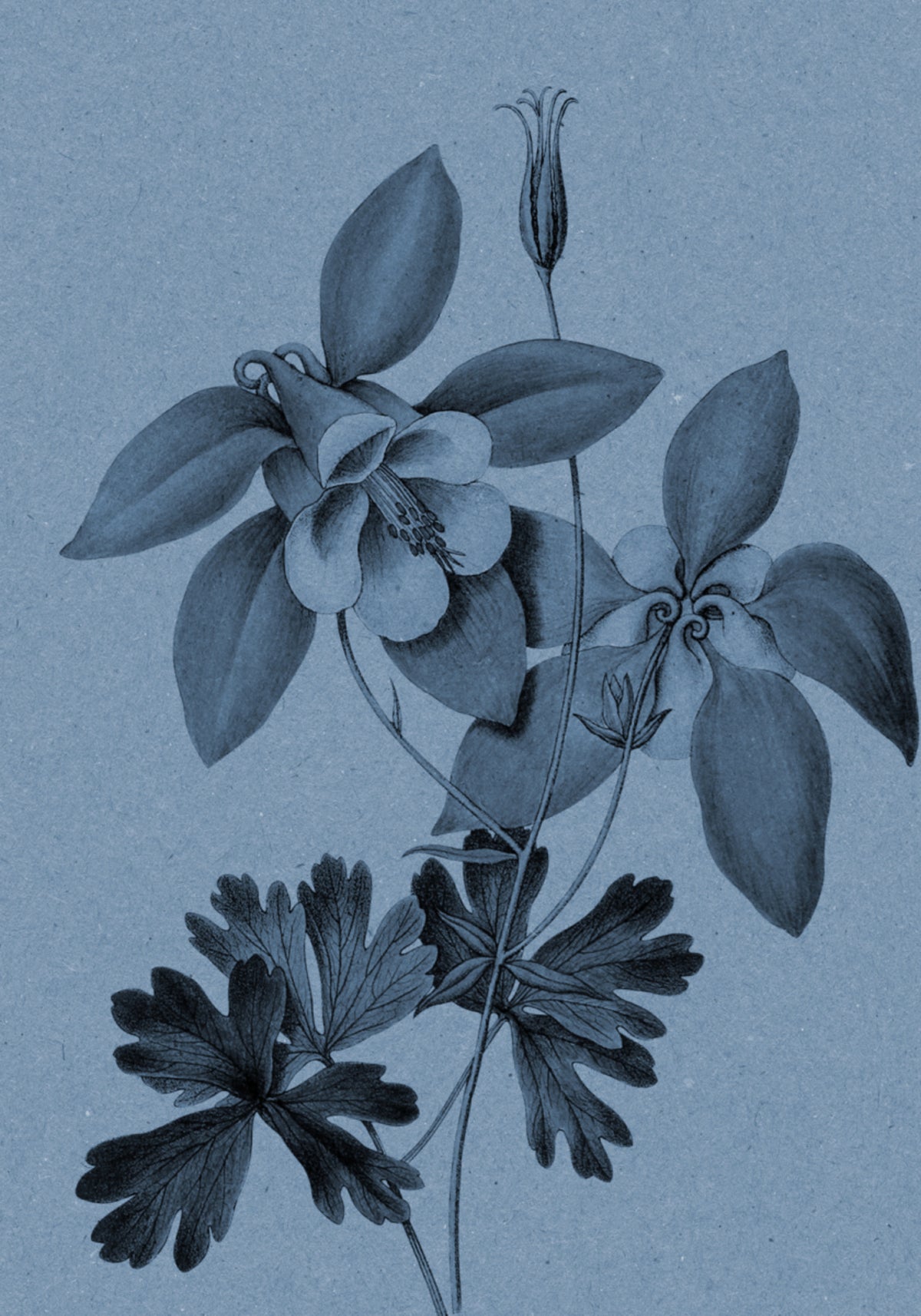 Botanická studie Blue Columbine