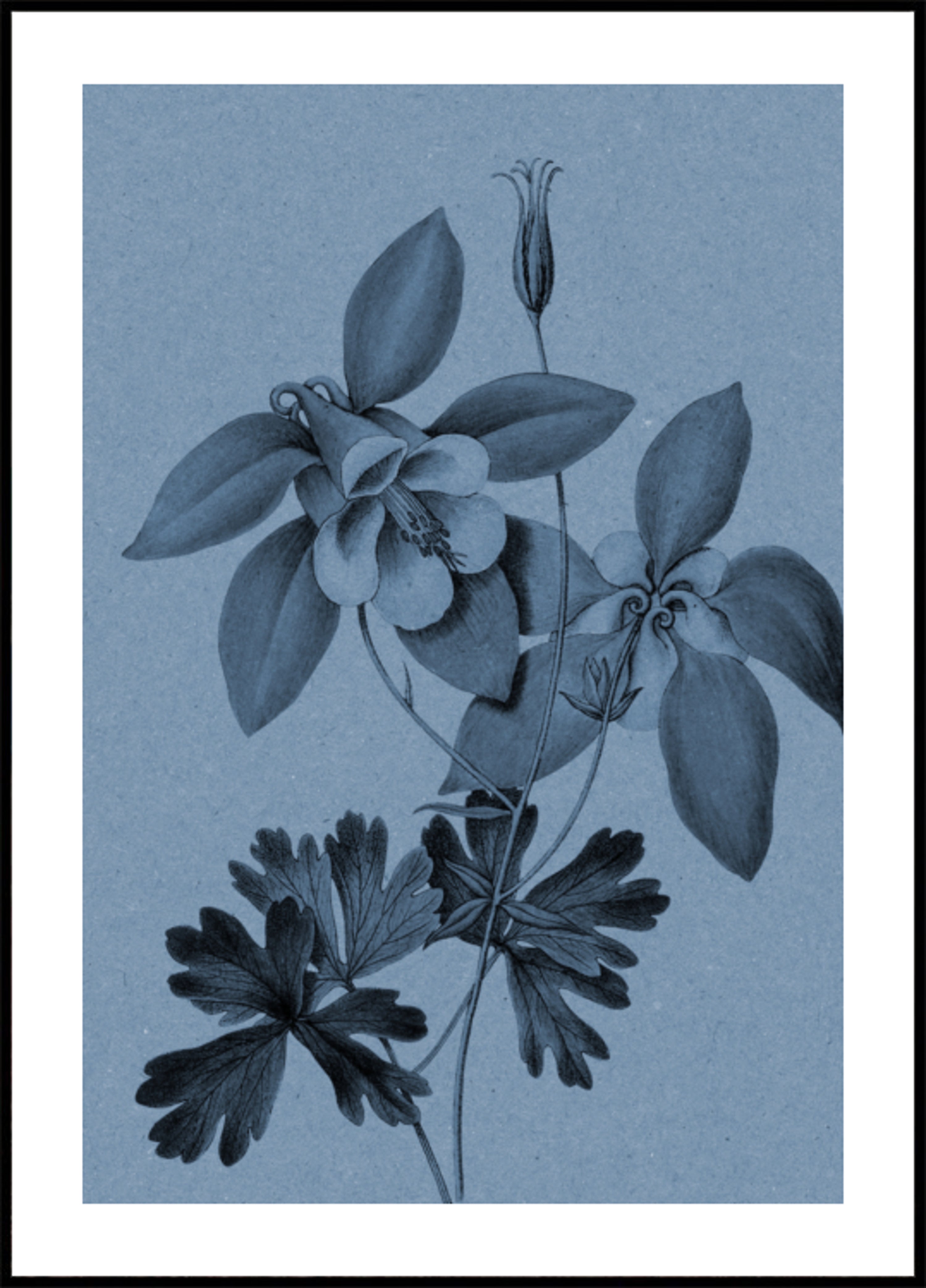 Botanická studie Blue Columbine