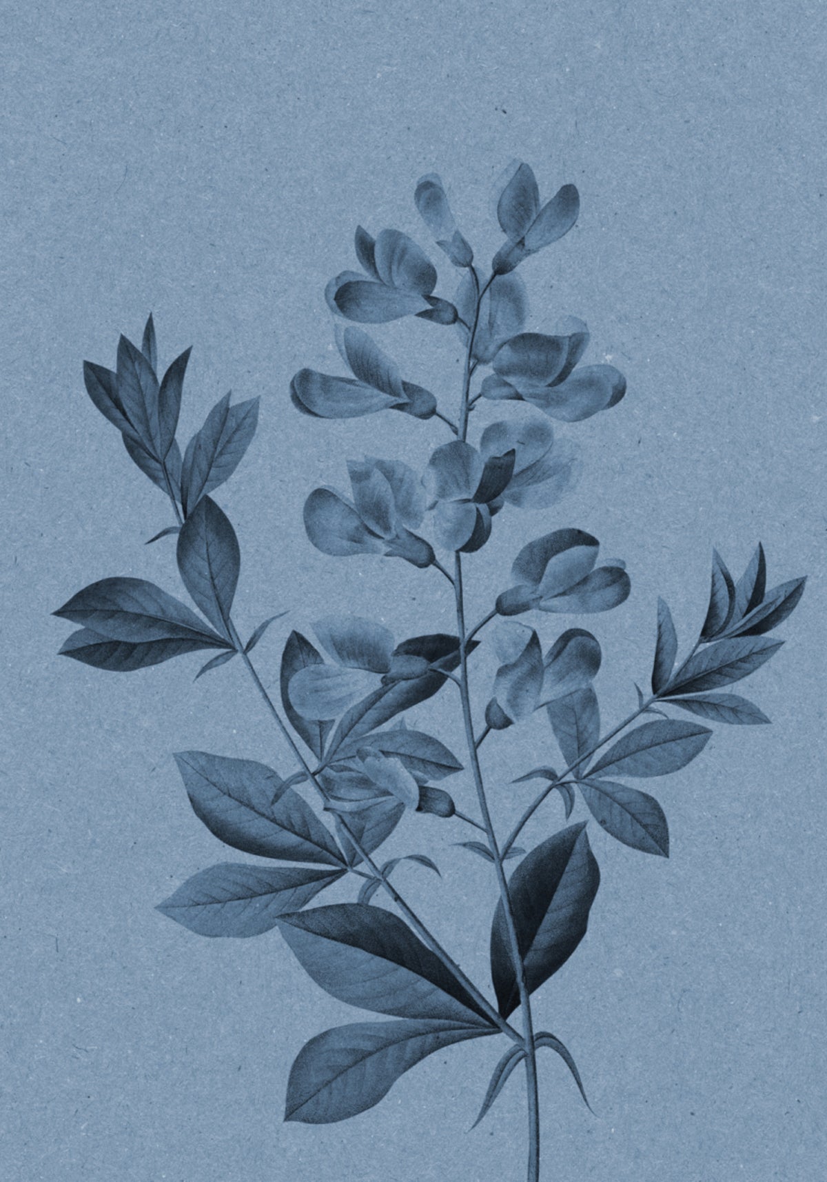 Elegantní modrá botanická