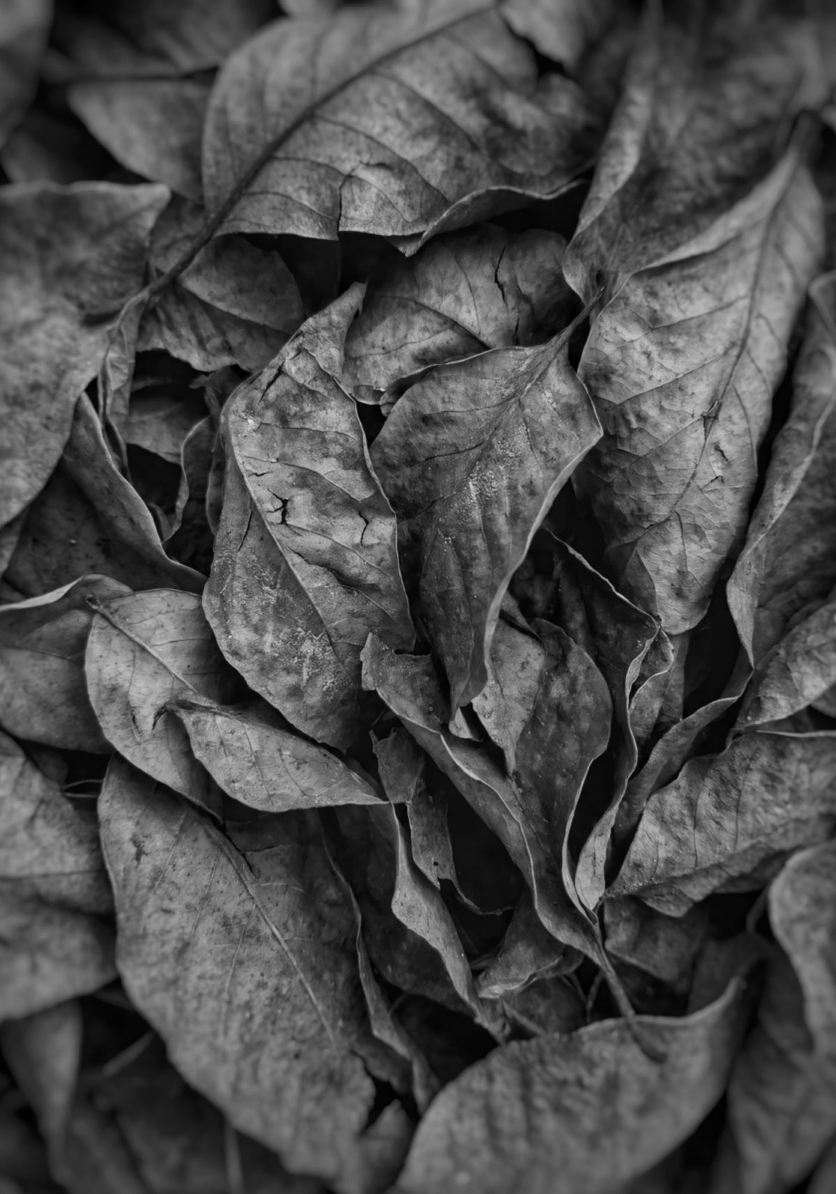 Monochromatický list textura