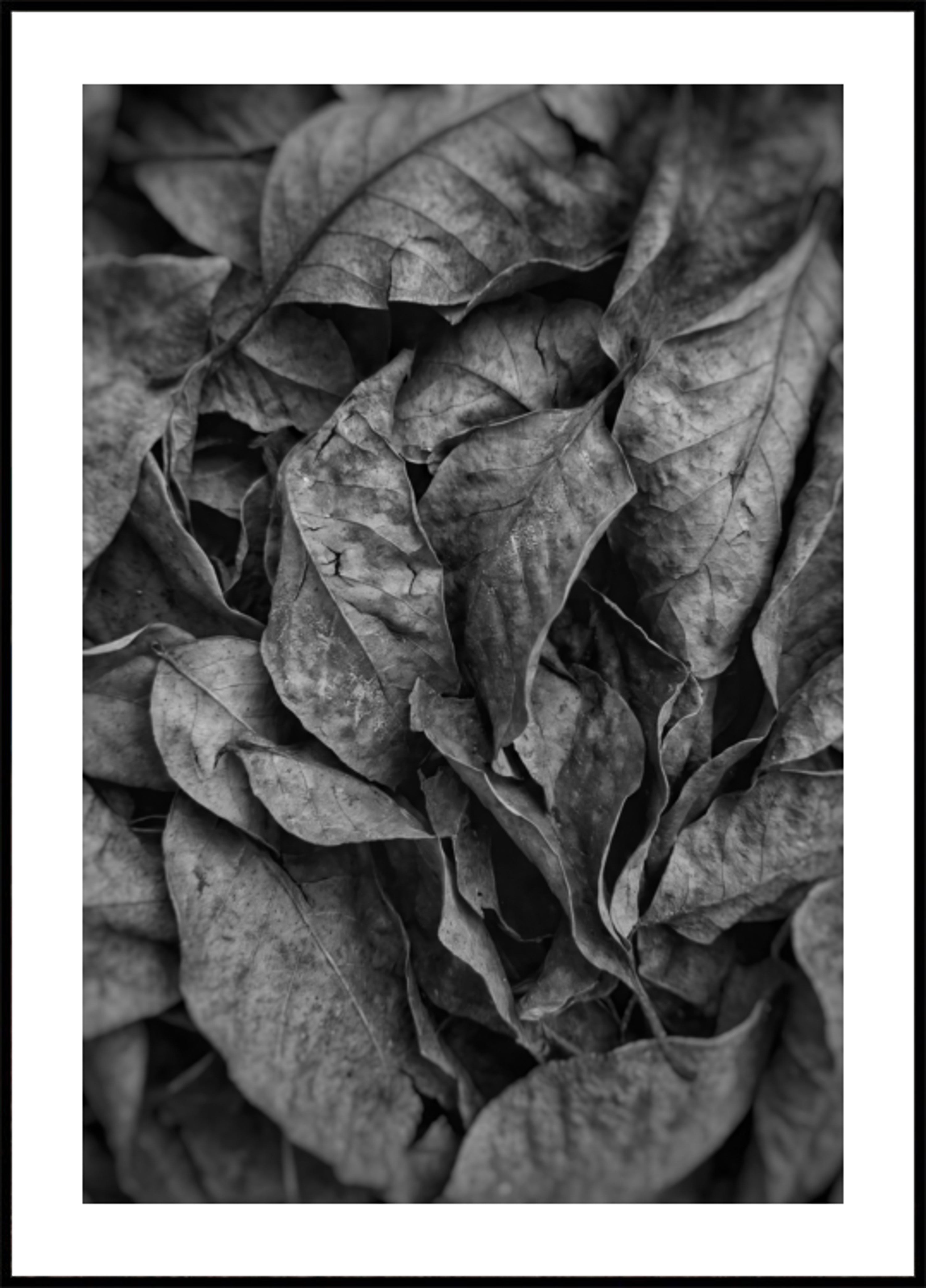 Monochromatický list textura