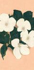 Dogwoods on Pink (NEW) - Posterbox