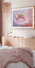Blush Symphony (NEW) - Posterbox