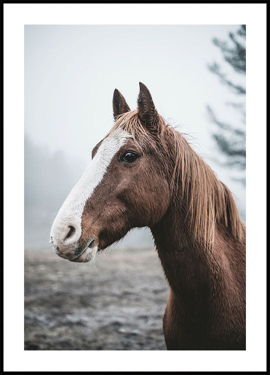 Brown Horse Plakat - Posterbox.dk