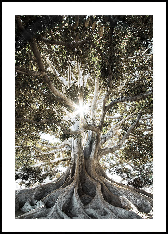 Tree with Large Roots Plakat - Posterbox.dk