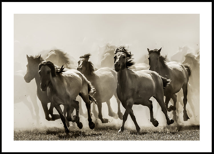 Horse - Posterbox