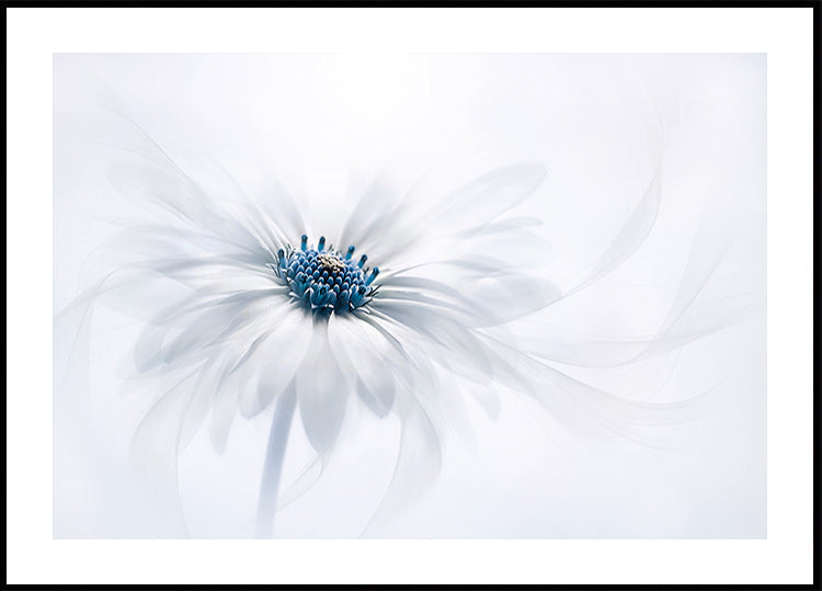 Serenity - Posterbox