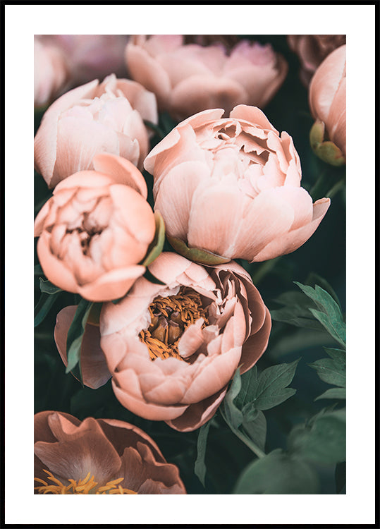 Coral Peonies - Posterbox