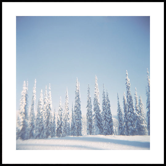 Winter Pines Plakat - Posterbox