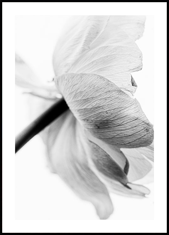 Blooming Flower Plakat - Posterbox