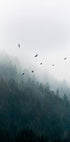 Foggy Morning 4 Plakat - Posterbox